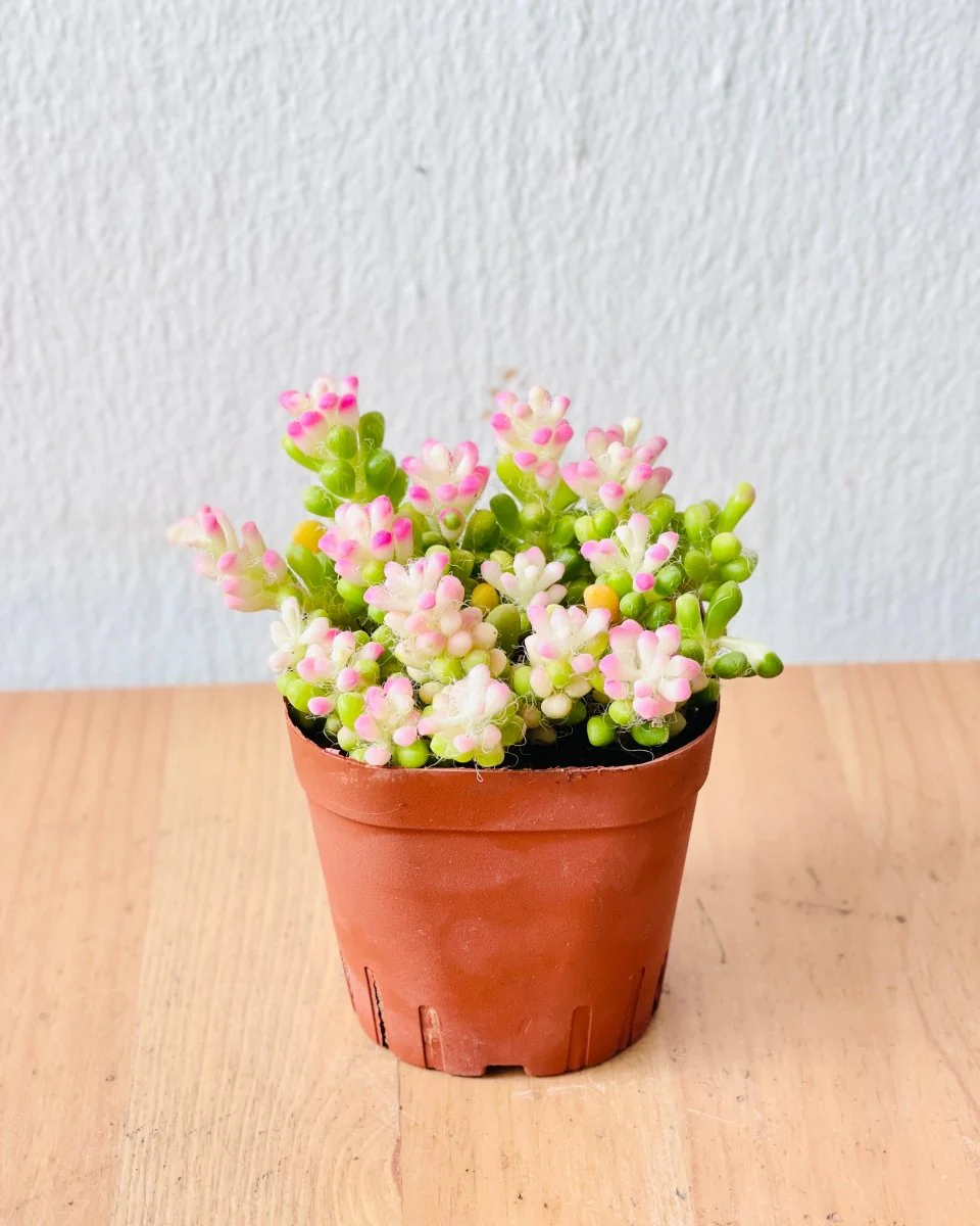 A small, vibrant succulent with pink-tipped blooms in a terracotta pot, perfect for a thoughtful Mother's Day indoor gift.