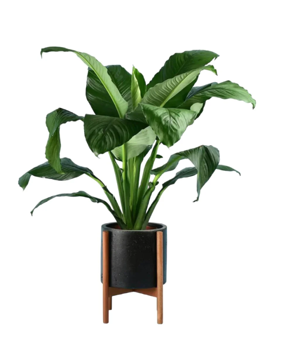 A lush green indoor plant in a modern black pot with wooden stand, ideal as a thoughtful Mother's Day gift highlighting nature's beauty.
