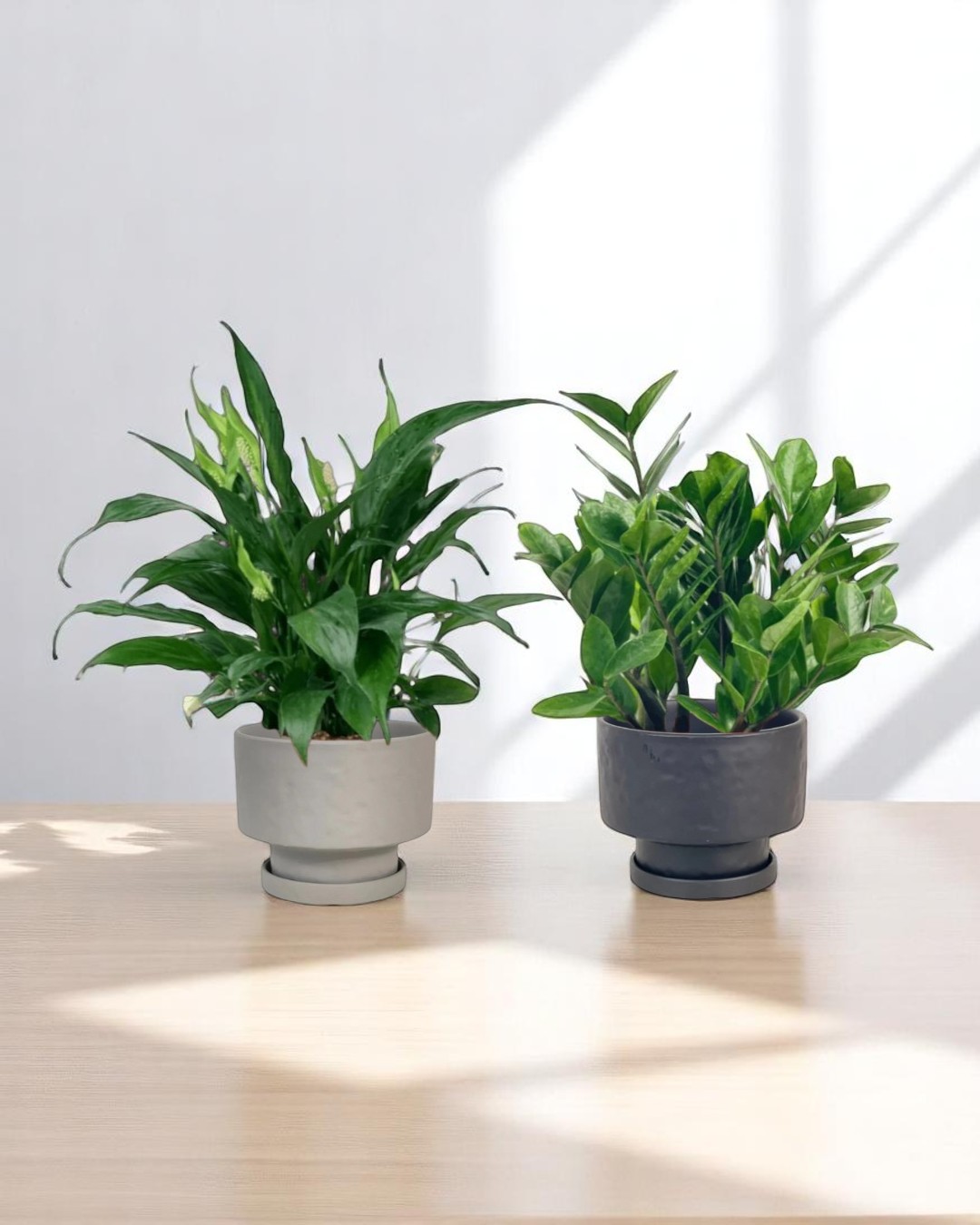Two leafy plants in stylish pots on a sunlit wooden table; a perfect Mother's Day gift idea from the article.