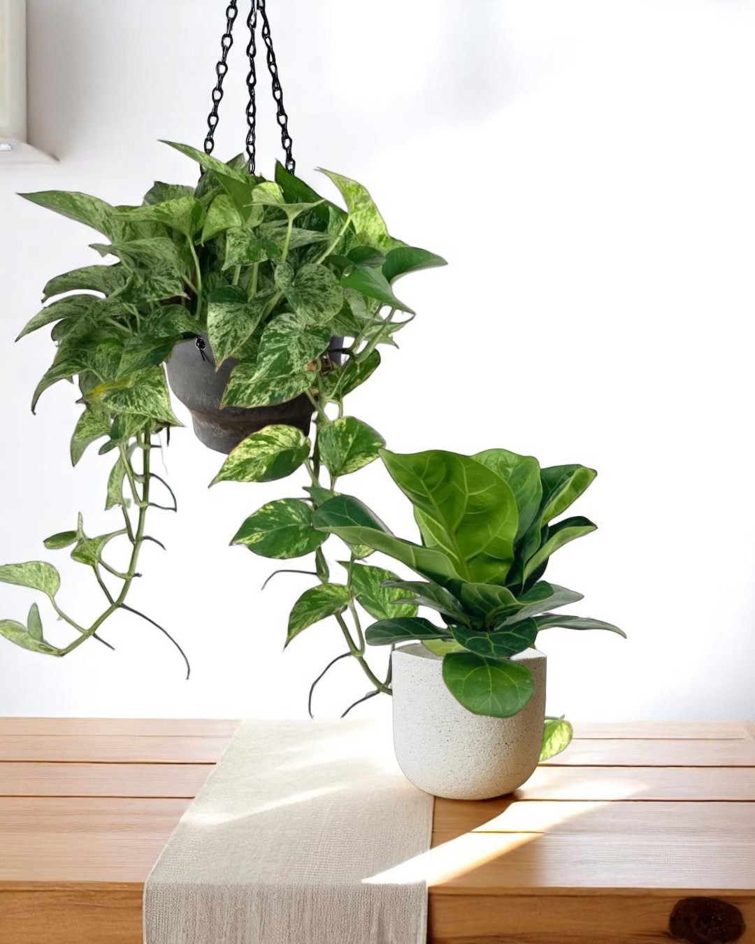 Potted plant and hanging vine on a wooden table, ideal for Mother's Day 2025 plant bundle gifts.